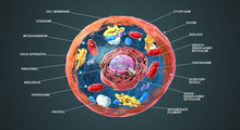Labeled Eukaryotic Cell, Nucleus And Organelles And Plasma Membrane - 3d Illustration