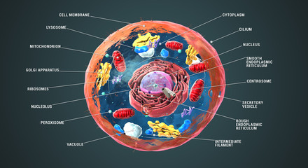 labeled eukaryotic cell, nucleus and organelles and plasma membrane - 3d illustration