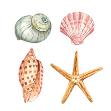 Watercolor Sea Shells, Isolated On White Background. Underwater Seashells And Starfish Illustration.