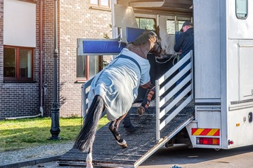 Wall Mural -  Horse ready to go in van . Car for carrying horses. transportation livestock.