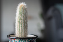 Silver Torch Cactus (Cleistocactus Strausii, Wooly), Small Size In Colorfull Cup