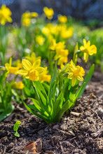 A Short Variety, Tete-a-Tete, Of Daffodil Blooming In The Springtime Garden.