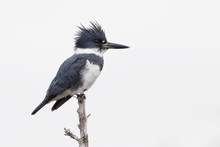 Male Belted Kingfisher Perched On A Dead Branch