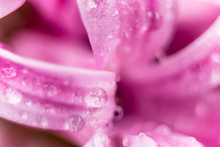 Macro Photo Of Pink Hyacinth Petals With Waterdops On Them
