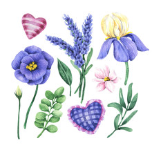 Botanical Set With Lavender Flowers And Iris. Watercolor Illustration Isolated On White Background.