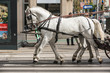 Pferdegespann / Kutsche in Wien