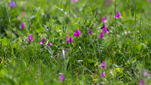 Vibrant Purple Vetch Flowers Growing In A Lush Green Meadow