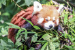 Roter Panda / Katzenbär im Tierpark Berlin