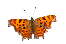 Comma Butterfly (Polygonia C-album) Against White Background