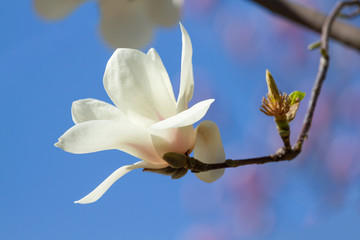 Canvas Print - White magnolia flower bloomed