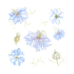  Ręcznie rysowane akwarela Nigella kwiaty zestaw. Piękna grafika do druku, pocztówki, tkaniny lub papieru do pakowania
