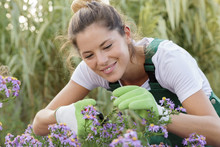 Female Gardener Cutting Back Flowers