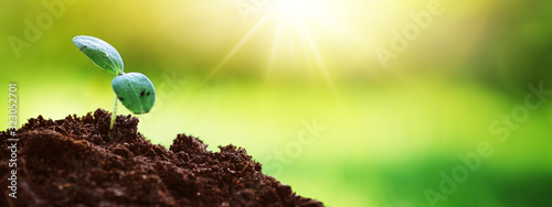 Fotografía Seedlings in the soil on sunny day in the garden in summer