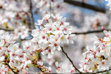 Close up of a branch with white cherry tree flowers in full bloom with blurred background in a garden in a sunny spring day, beautiful Japanese cherry blossoms floral background, sakura