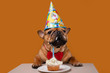 french bulldog on a yellow isolated background celebrates his birthday