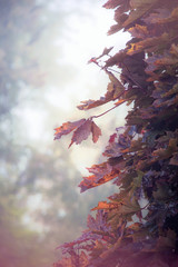 Canvas Print - Closeup of colorful autumn maple leaves