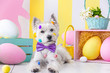 West highland white terrier dressed in pink bow tie is lying on floor around festive decor, baskets, flowers. Dog is decorated with colorful small eggs. Happy easter and spring concept.