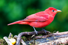 Summer Tanager, Piranga Rubra, Red Bird In The Nature Habitat. Tanager Sitting On The Green Palm Tree. Birdwatching In Colombia. Wildlife Scene From Nature In South America
