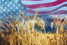 Double Exposure With The American Flag And  Wheat.