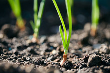 Young Onion Plants, Growing In A Vegetable Garden Outside. Side, Front View.