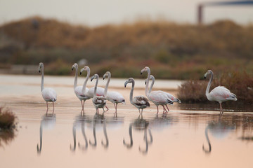 Flamingo flock in the lake