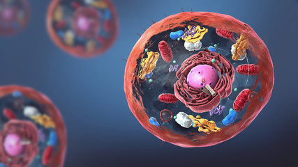 components of eukaryotic cell, nucleus and organelles and plasma membrane - 3d illustration