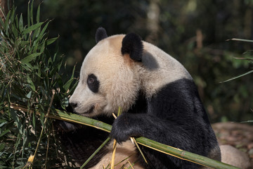 Wall Mural - panda bear sniffing bamboo, bifengxia panda reserve in ya'an sichuan province, china. panda 