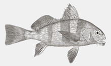 Black Drum Fish, Pogonias Cromis In Side View