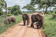 Elephants on the Road in the Northern Serengeti, Tanzania