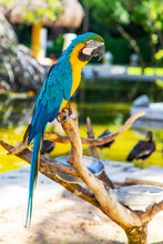 Blue And Yellow Macaw Parrot On Bokeh Background