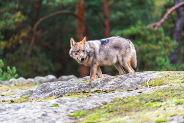  Lone wolf running in autumn forest Czech Republic