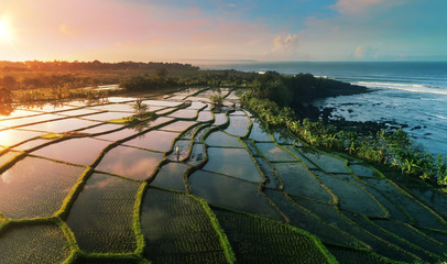 Wall Mural - beautiful sunrise on rice fields near the ocean in bali tropical island