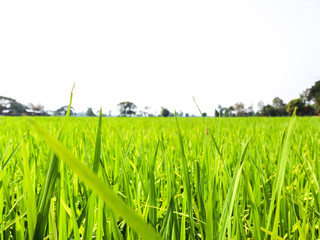 the green rice plants with clear skies