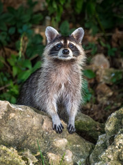 cute curious raccoon peering over a rock wall