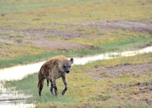 A Spotted Hyena Moves Over An Open Grass-covered Landscape With A Stream In The Background.  (Crocuta Crocuta) Amboseli National Park, Kenya.