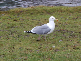 seagull on rock