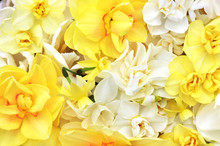 Spring Blossoming Yellow Daffodils, Springtime Blooming Narcissus (jonquil) Flowers, Shallow DOF, Toned