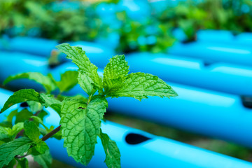 Green Peppermint trees