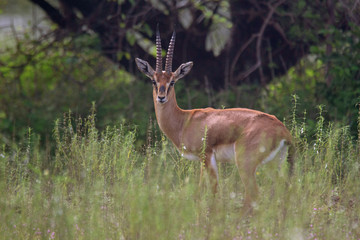 Wall Mural - Chinkara or Indian gazelle, Gazella bennettii closeup, India
