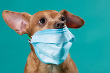 Face Of A Brown Dog In A Medical Mask, Virus Protection Concept, Closeup Shot