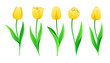 Collection Of Vector Yellow Tulips With Stem And Green Leaves. Set Of Different Spring Flowers. Isolated Tulip Cliparts With Yellow Petals. Tulip Buds And Blooming Flowers. Transparent Background.