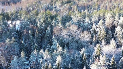 Aufkleber - Winter Forest Aerial View On A Sunny Day