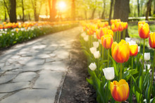 Walkway In The Public Park Between Colorful Tulips. Morning In The Spring Park With Sunlight And Bokeh. Selective Focus. Space For Text.