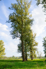 Wall Mural - A big tree. High poplar on a green lawn.