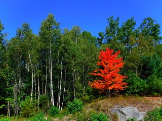 an isolated tree with orange-red autumn colors in front of green trees