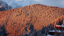 Wonderful Sunset Over The Alps. Pine Trees Covered With Fresh Snow. The Sun's Rays Illuminate The Forest In Warm Colors. Relaxing Context