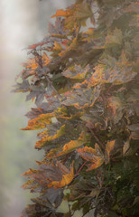 Canvas Print - Bright colorful maple leaves on a background of autumn wet foggy park. Autumn background