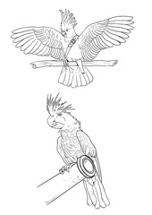 Poster - Palm cockatoo and Sulphur crested cockatoo pirate coloring page. Funny outline clipart illustration. Coloring sheet.