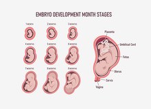 Human Embryo, Stages Of Fetal Development 1 To 9 Months . Human Fetus Inside The Womb