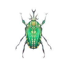Watercolor Green Beetle Illustration. Hand Drawn Bug With Ornate Wings Isolated On White Background. Natural Print Design